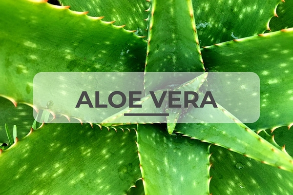 Imagen para la categoría Aloe Vera